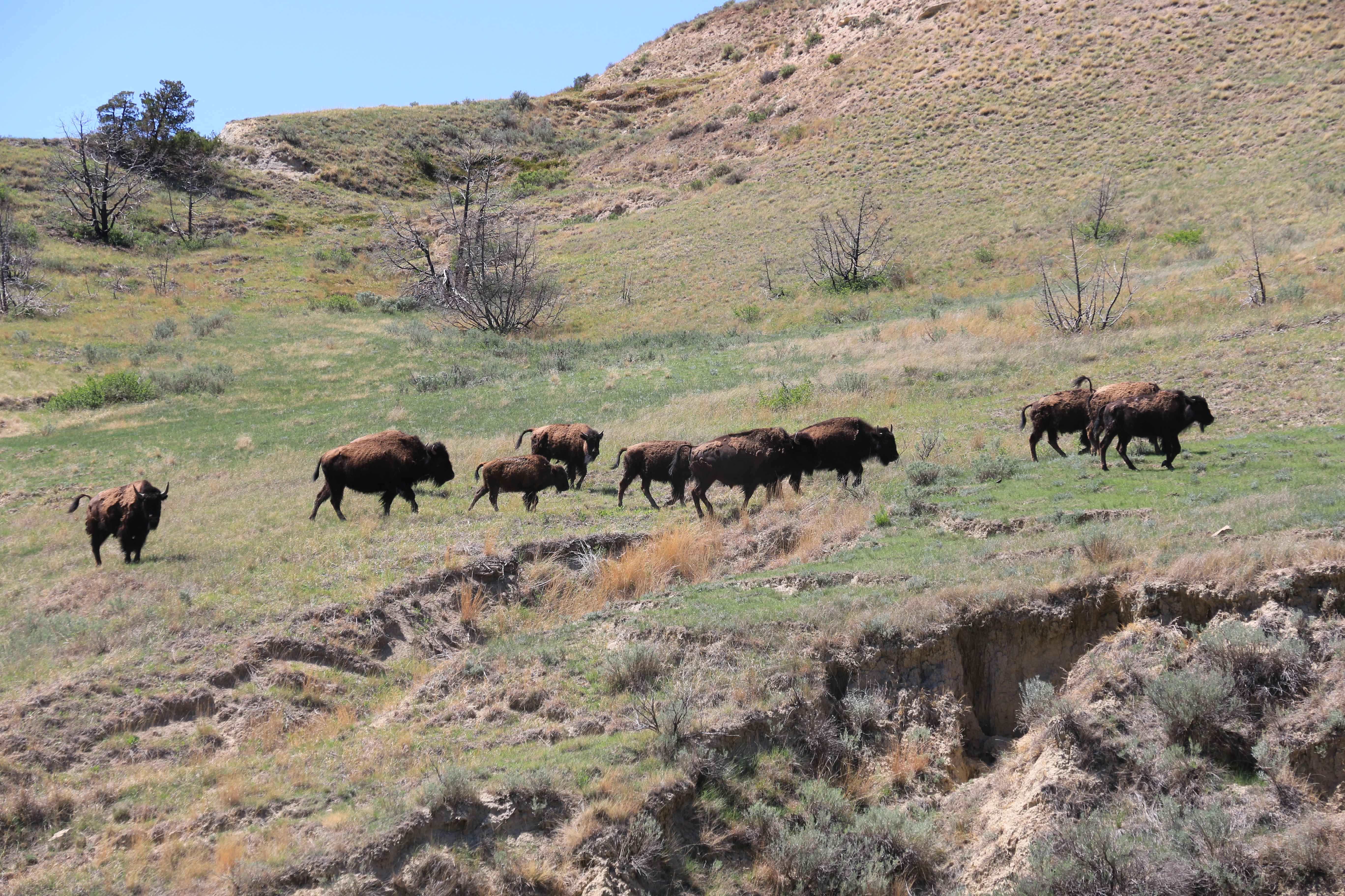 Theodore Roosevelt NP